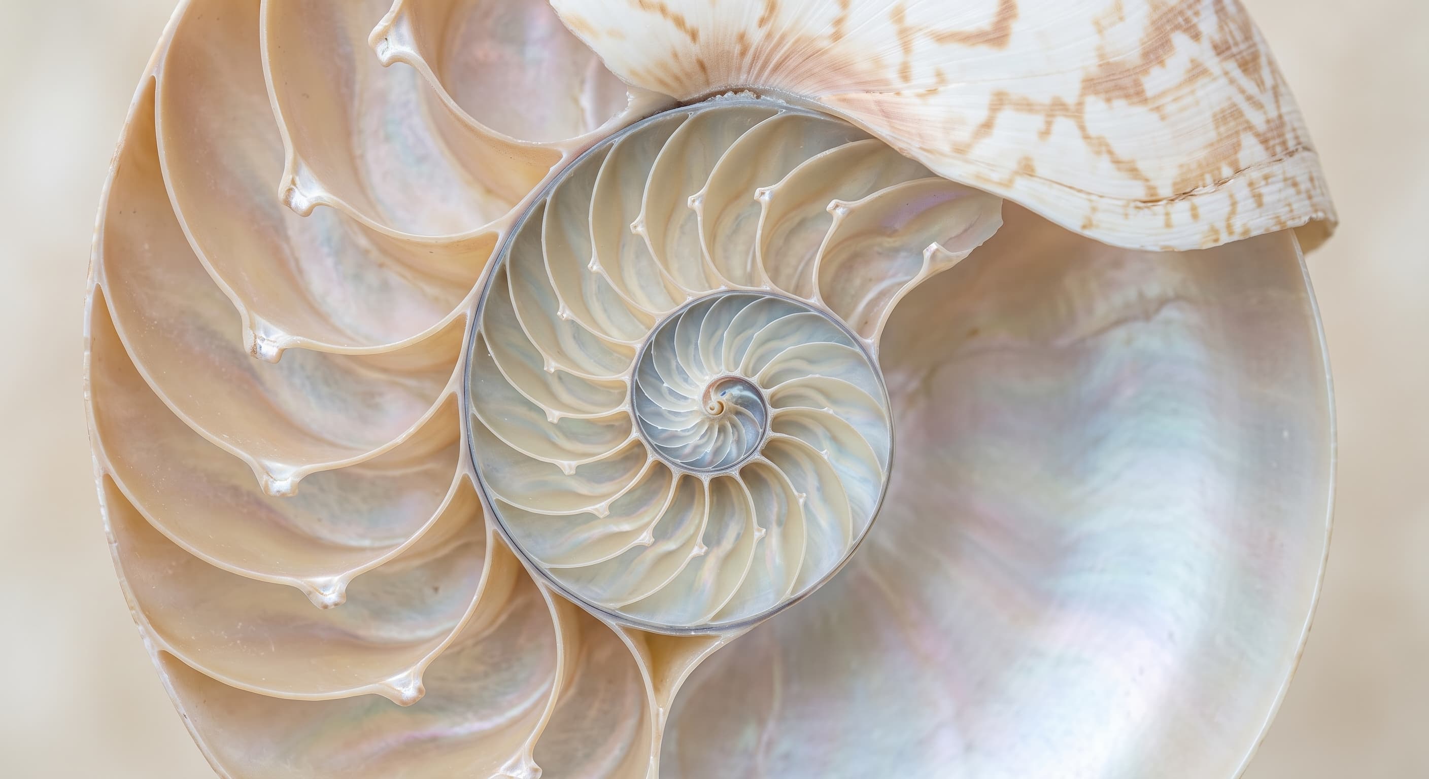 Nautilus-Muschelquerschnitt mit natürlicher Spirale – Sinnbild für den sich Schritt für Schritt entfaltenden Ablauf einer Craniosacral Therapie Sitzung