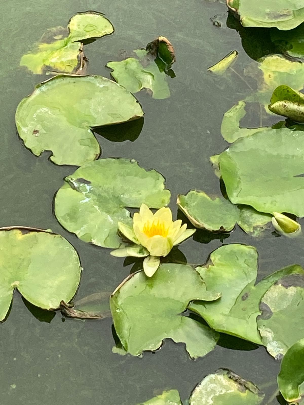 Gelbe Seerose auf stillem Teichwasser zwischen Seerosenblättern – Sinnbild für das Zur-Ruhe-Kommen des Nervensystems