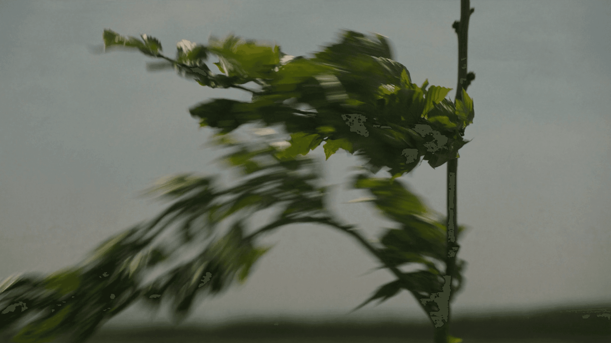 Junger, biegsamer Trieb im Wind neben einem zweiten, noch aufrechten Spross – Sinnbild für die Flexibilität und Widerstandsfähigkeit in der Pubertät