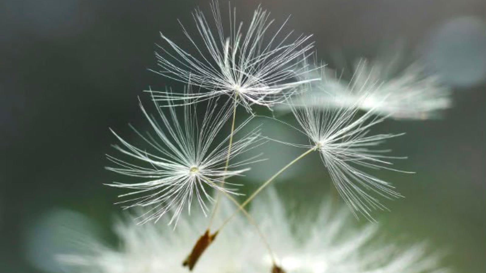 Pusteblume mit feinen Samenschirmchen im Sonnenlicht – Sinnbild für Leichtigkeit, sanftes Ankommen und natürliche Entwicklung